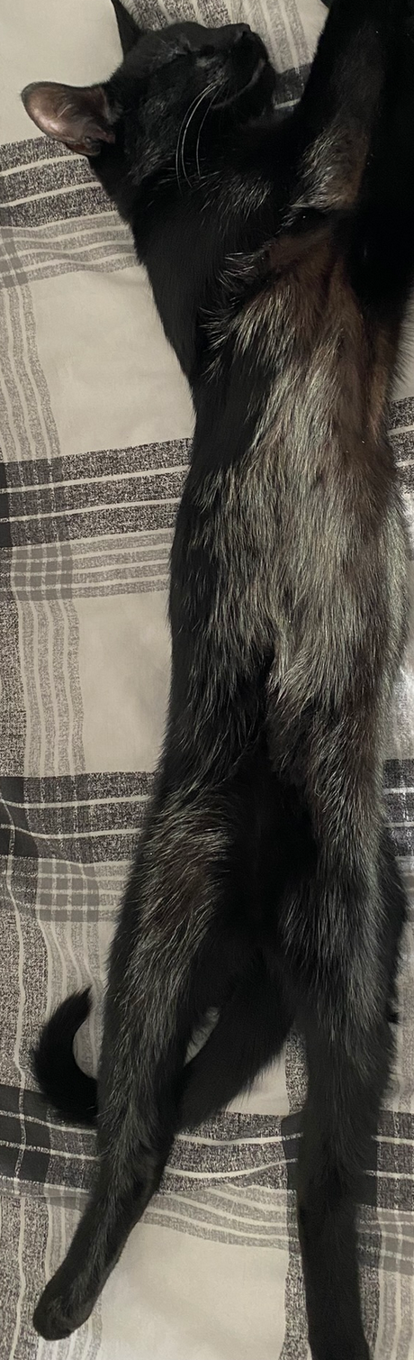 sleeping_like_he_paying_bills